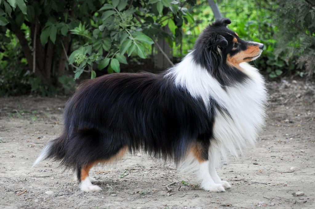 Ch.Tycancy Prince Charming