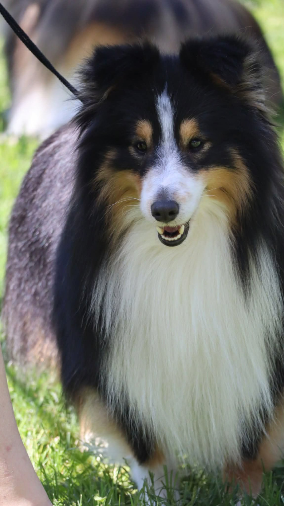 Sany- Fidorčin ženich :)