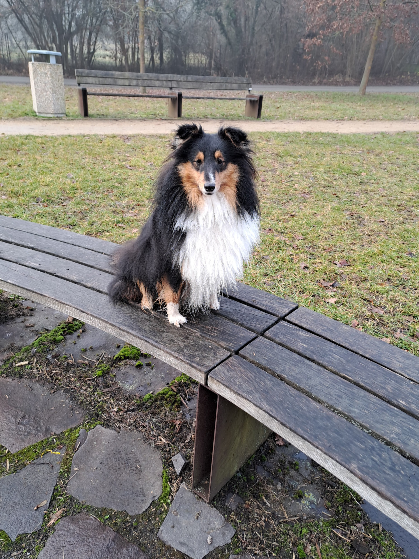 Black Diamond Belle Moravia