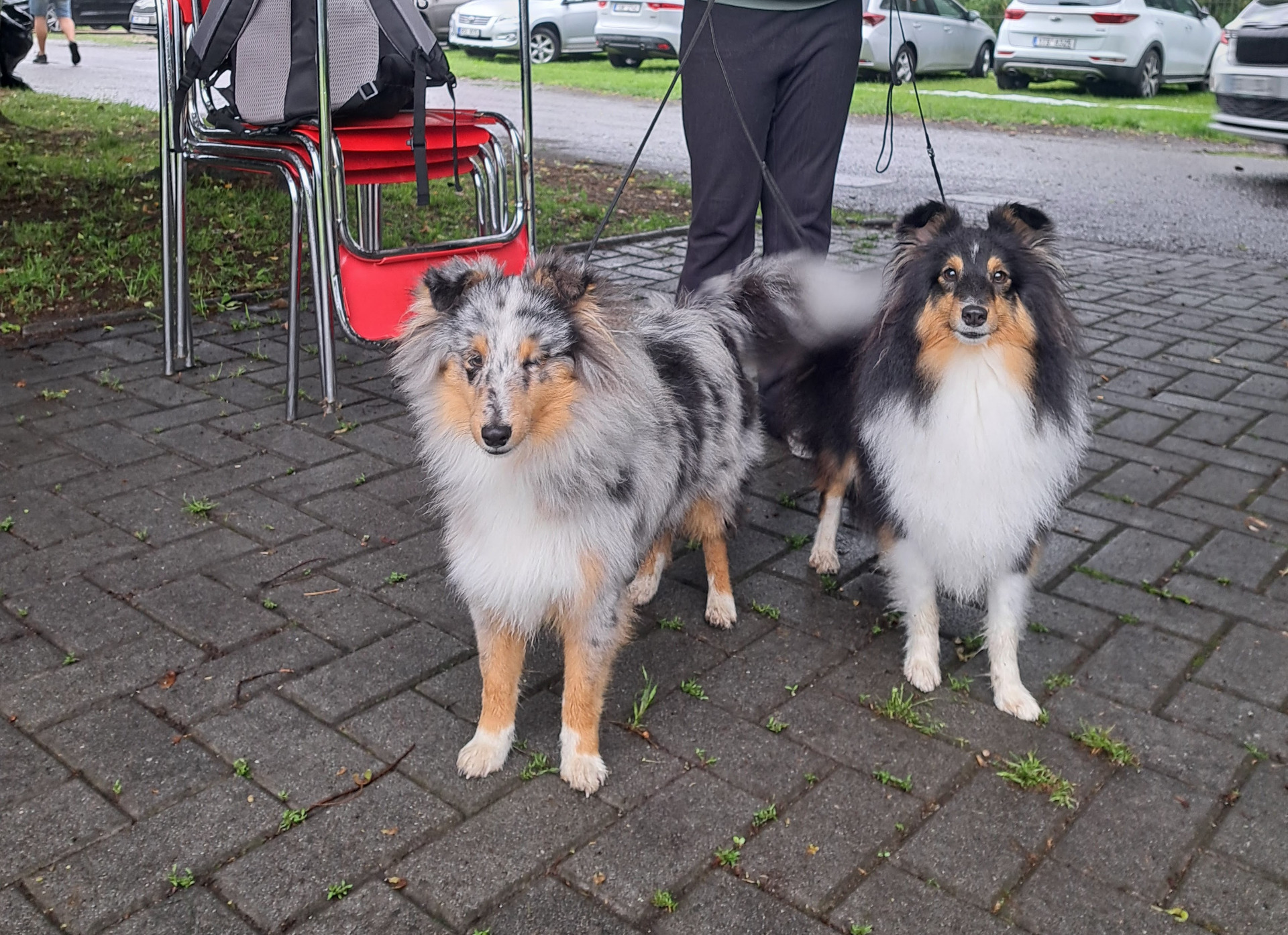 Blue Velvet Belle Moravia a Amoroso Kofila Belle Moravia