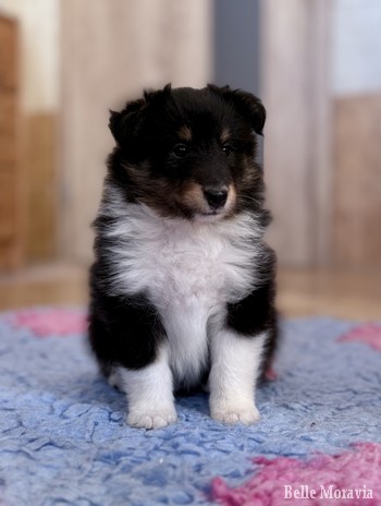 🩶 Celestial Moon Belle Moravia