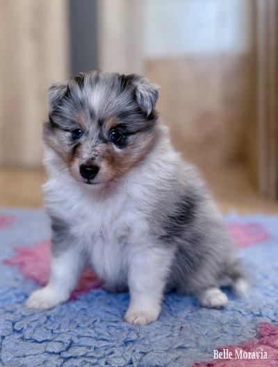 🩵 Coral Sky Belle Moravia