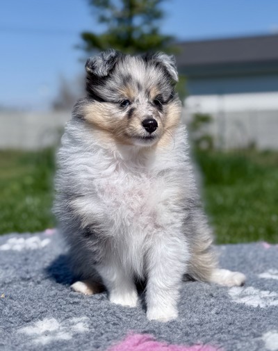 🩵 Coral Sky Belle Moravia