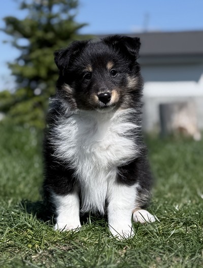 🩶 Celestial Moon Belle Moravia